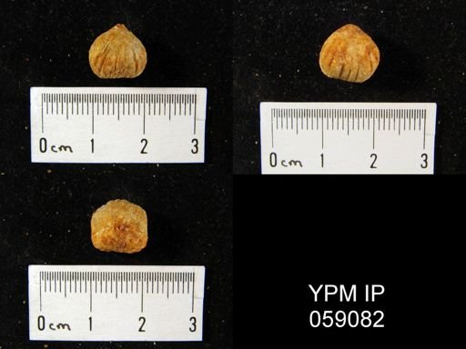 Uncinulus sp.