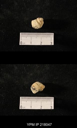 Sphaerodoma sp.