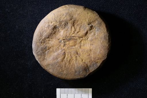 Pygocephalus gracilis