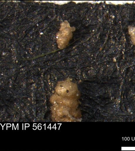 Verneuilinoides hectori