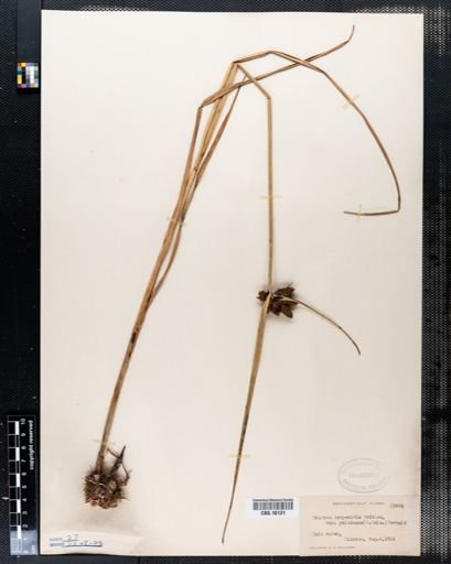 Scirpus campestris