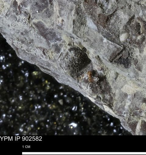 undet. Bivalvia