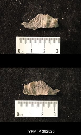 Spirifer cameratus
