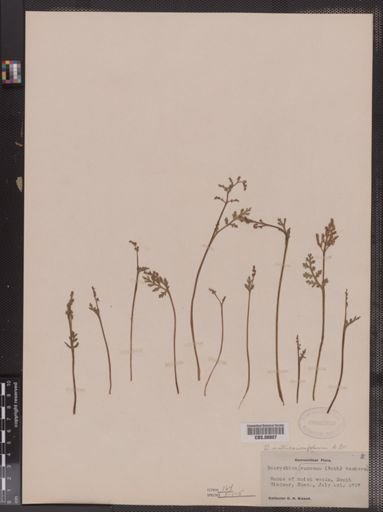 Botrychium