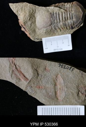 undet. Trilobita