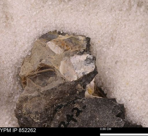 undet. Bivalvia
