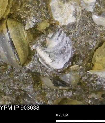 undet. Bivalvia