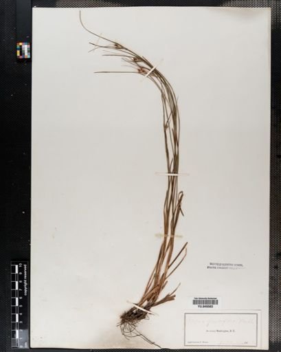 Scleria pauciflora
