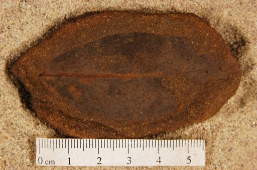 Angiospermopsida
