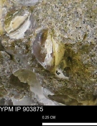 Corbulamella sp.