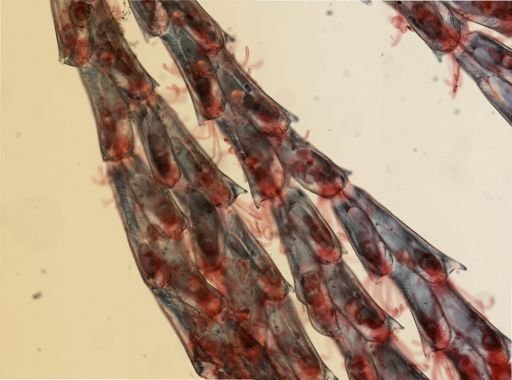Crisularia turrita