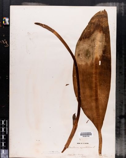 Orontium aquaticum