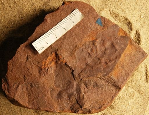 Liriodendropsis simplex
