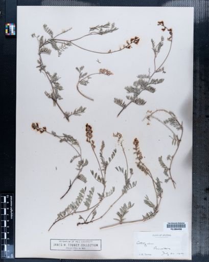Astragalus