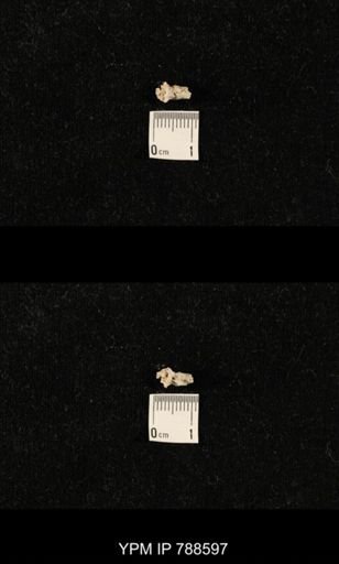 taxon undetermined