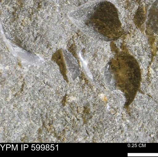 Protocardia subquadrata