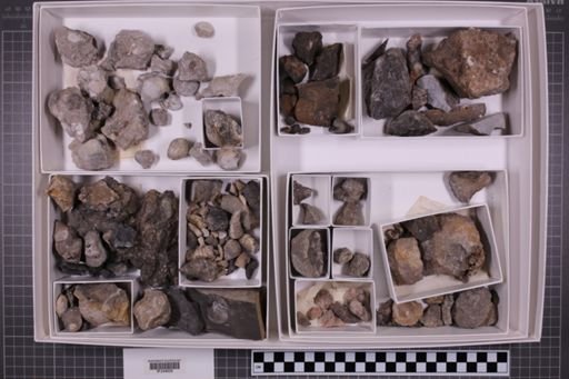 mixed taxa, stratigraphic collection