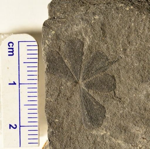 Sphenophyllum schlotheimii