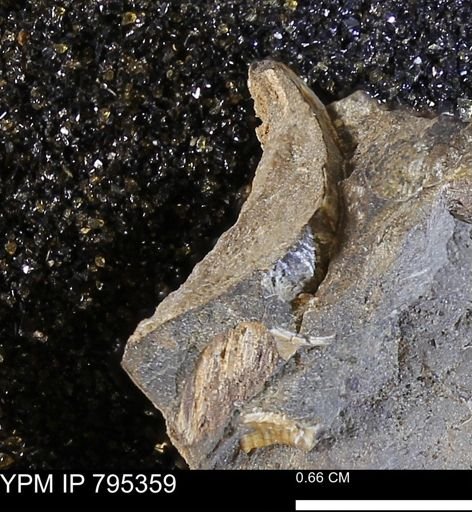 undet. Mollusca