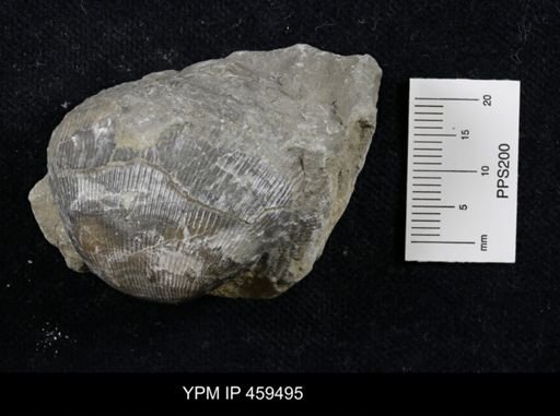 Linoproductus nr. prattenianus