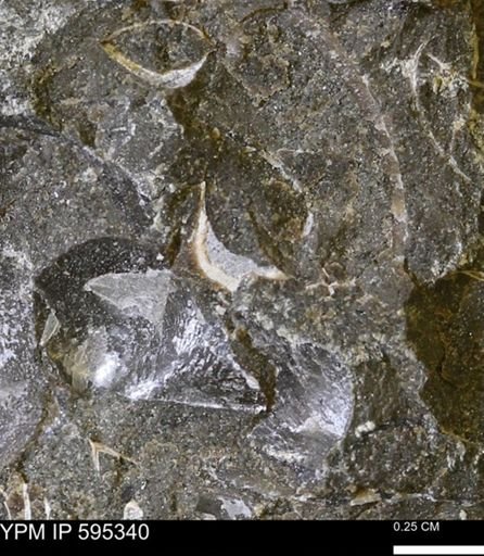 undet. Bivalvia