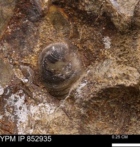 Limopsis striatopunctatus