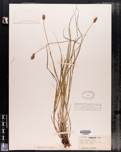 Carex bebbii