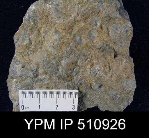 Orthis costalis