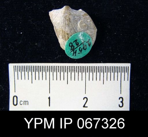 Dalmanella subcarinata
