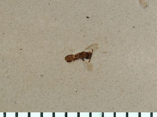 undet. Hymenoptera