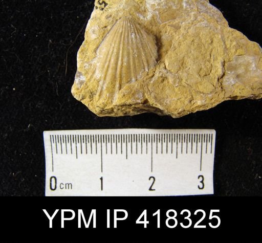Hustedia remota