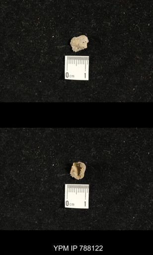Brachiopoda