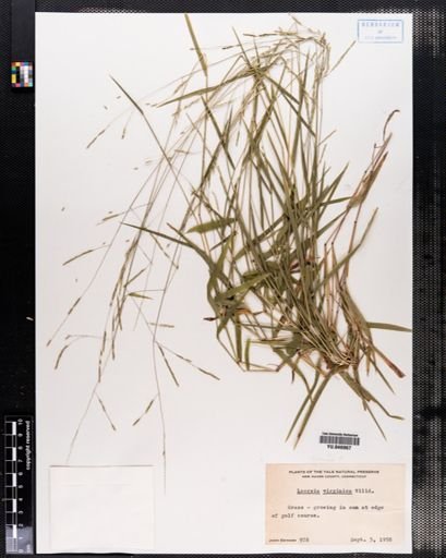Leersia virginica