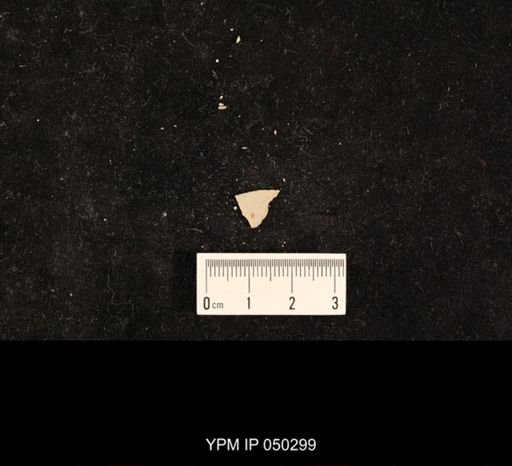 undet. Hexapoda