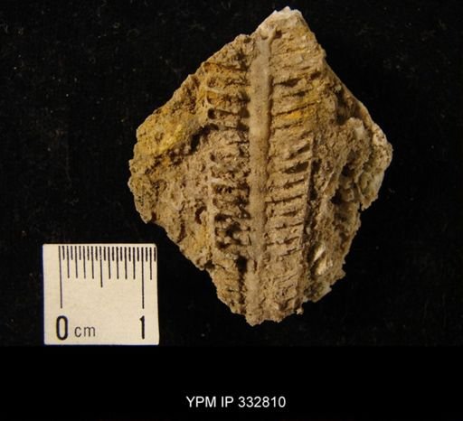 undet. Nautiloidea