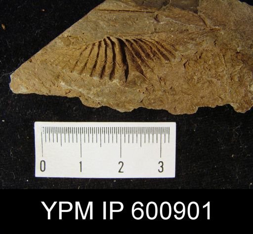Alatiformia alatiformis