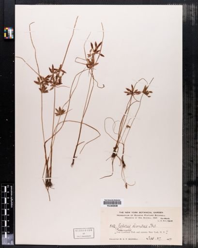 Cyperus diandrus