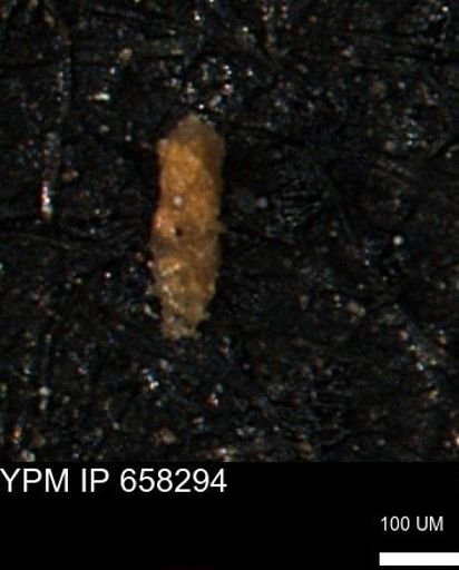 Verneuilinoides kansasensis