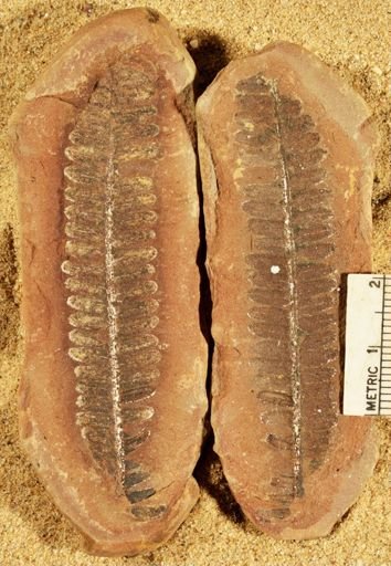 Pecopteris sp.