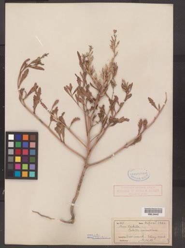 Cakile edentula