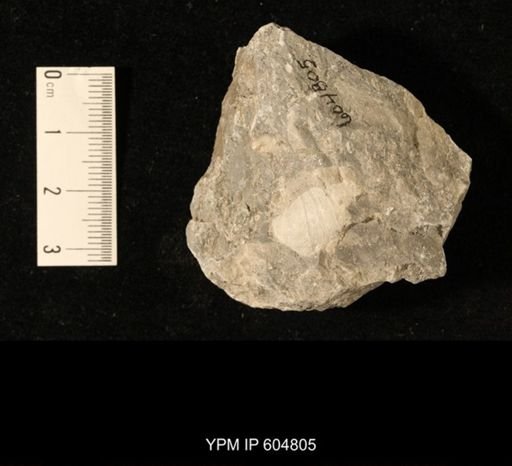 Echinoconchus?
