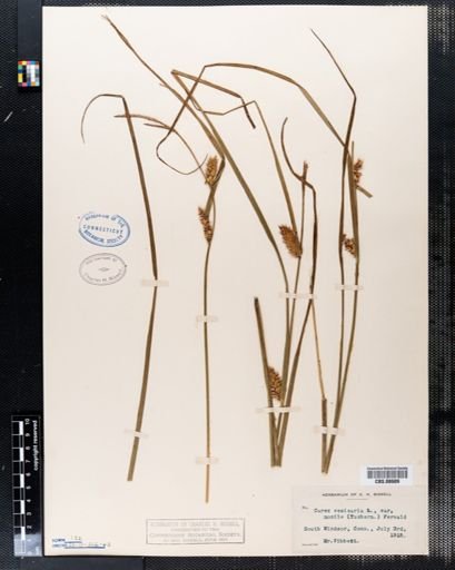 Plantae