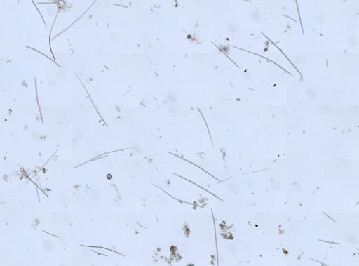 Axinellidae