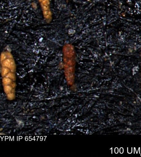 Verneuilinoides kansasensis