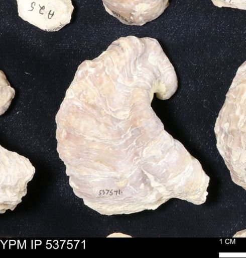 Gryphaea mucronata
