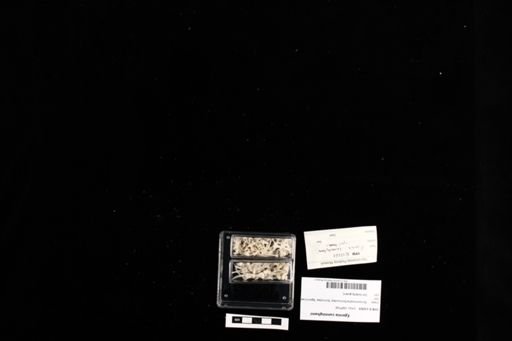 Egernia cunninghami