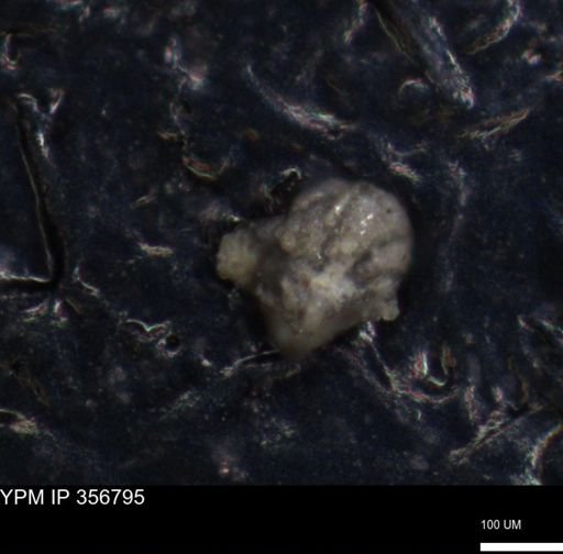 undet. Foraminiferida
