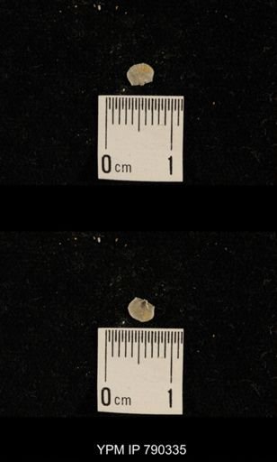 undet. Brachiopoda