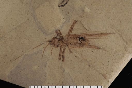Gryllidae