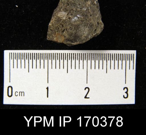 Sowerbyella sp.